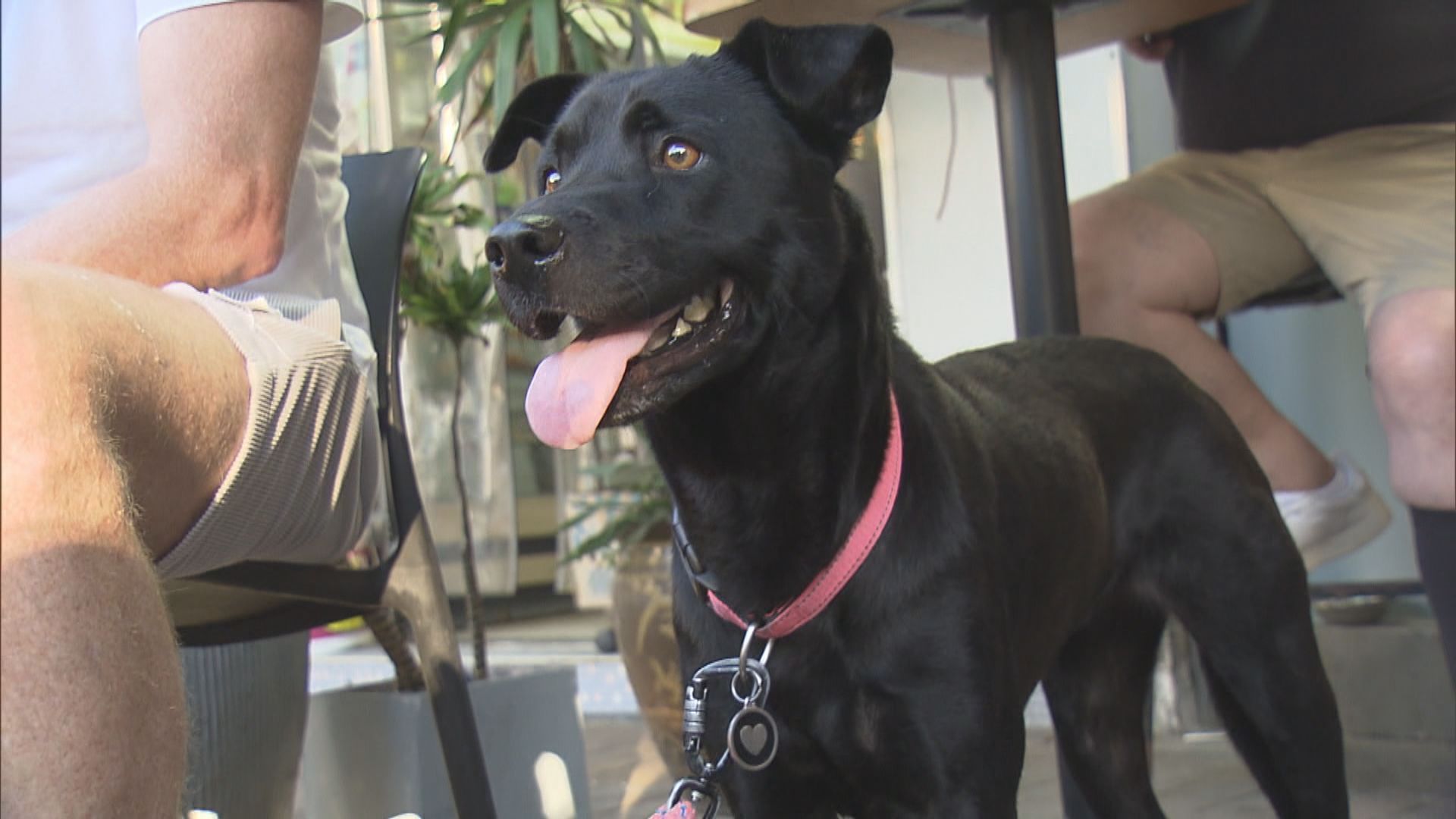 擬推牌照容許狗隻進入食肆　謝展寰：讓申請食肆自行決定是否設分隔區域