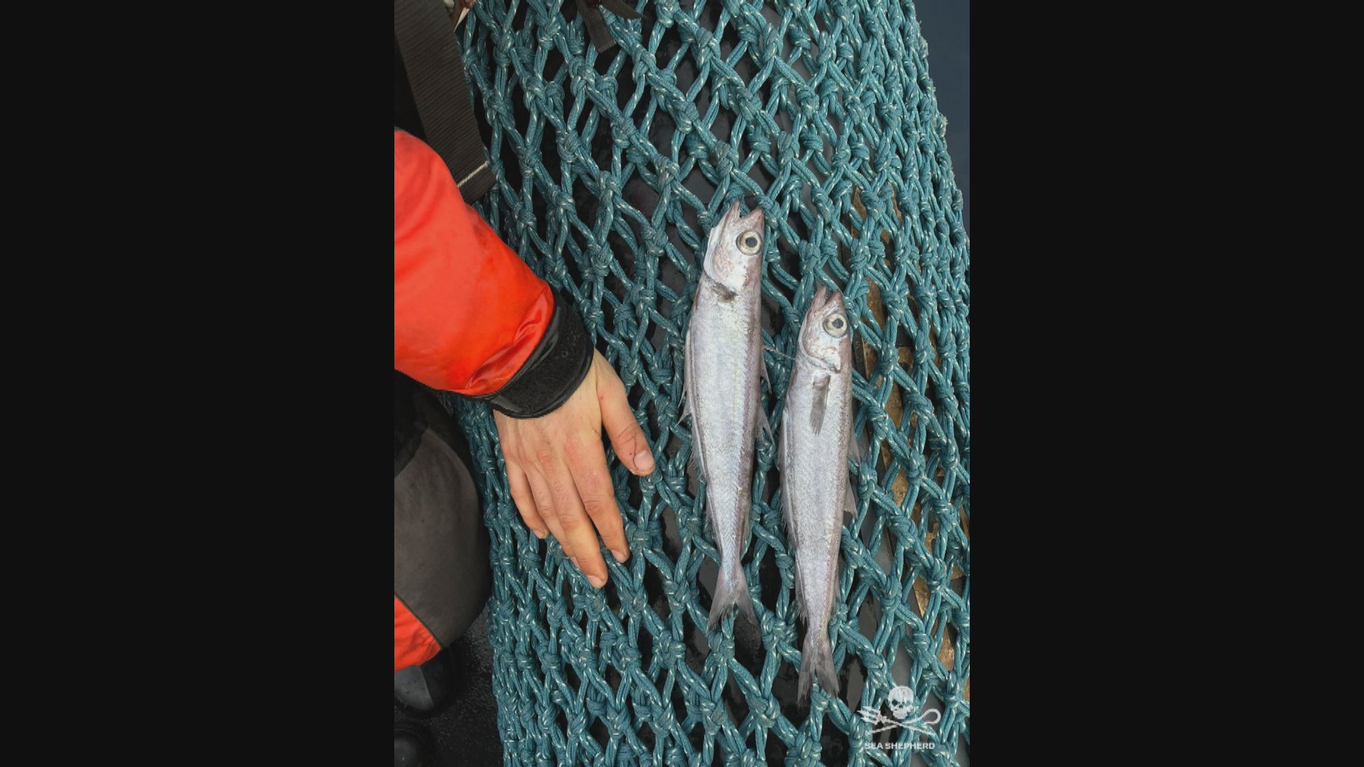 巨型拖網漁船疑棄十萬死魚於法國海域