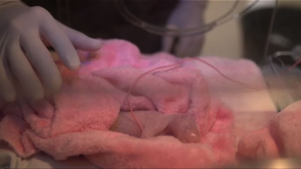 大熊貓歡歡法國誕雙胞胎一夭折