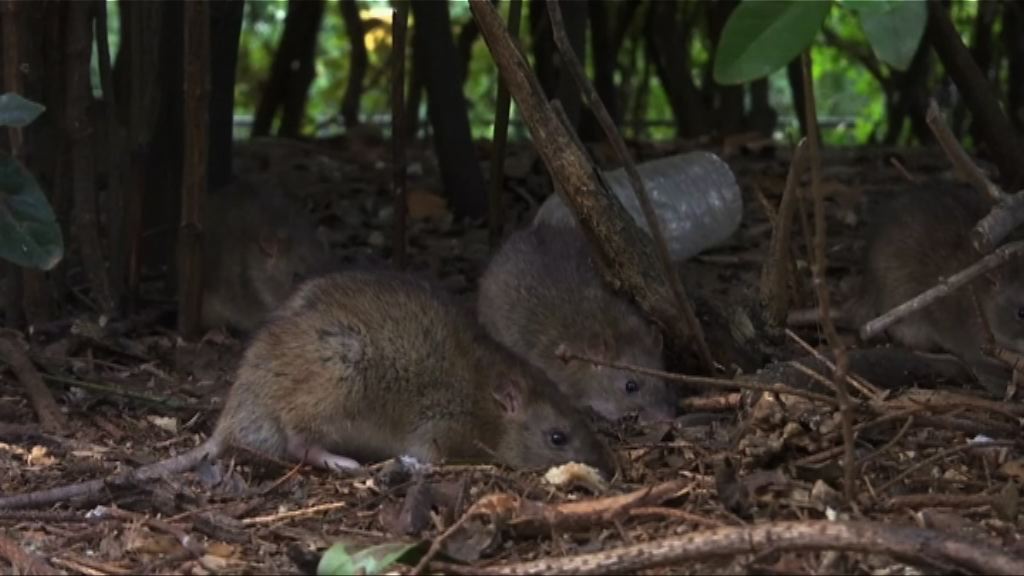 巴黎鼠輩橫行 市政廳束手無策