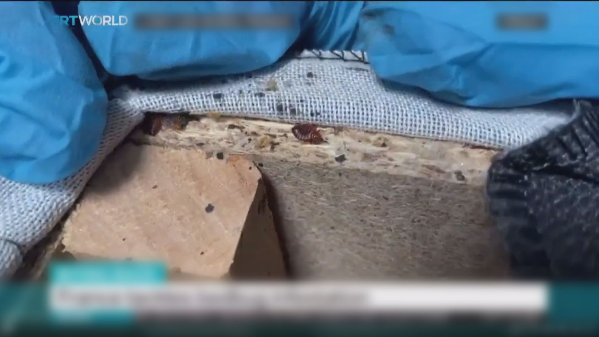 法國公共場所頻現床蝨 當局憂影響巴黎奧運