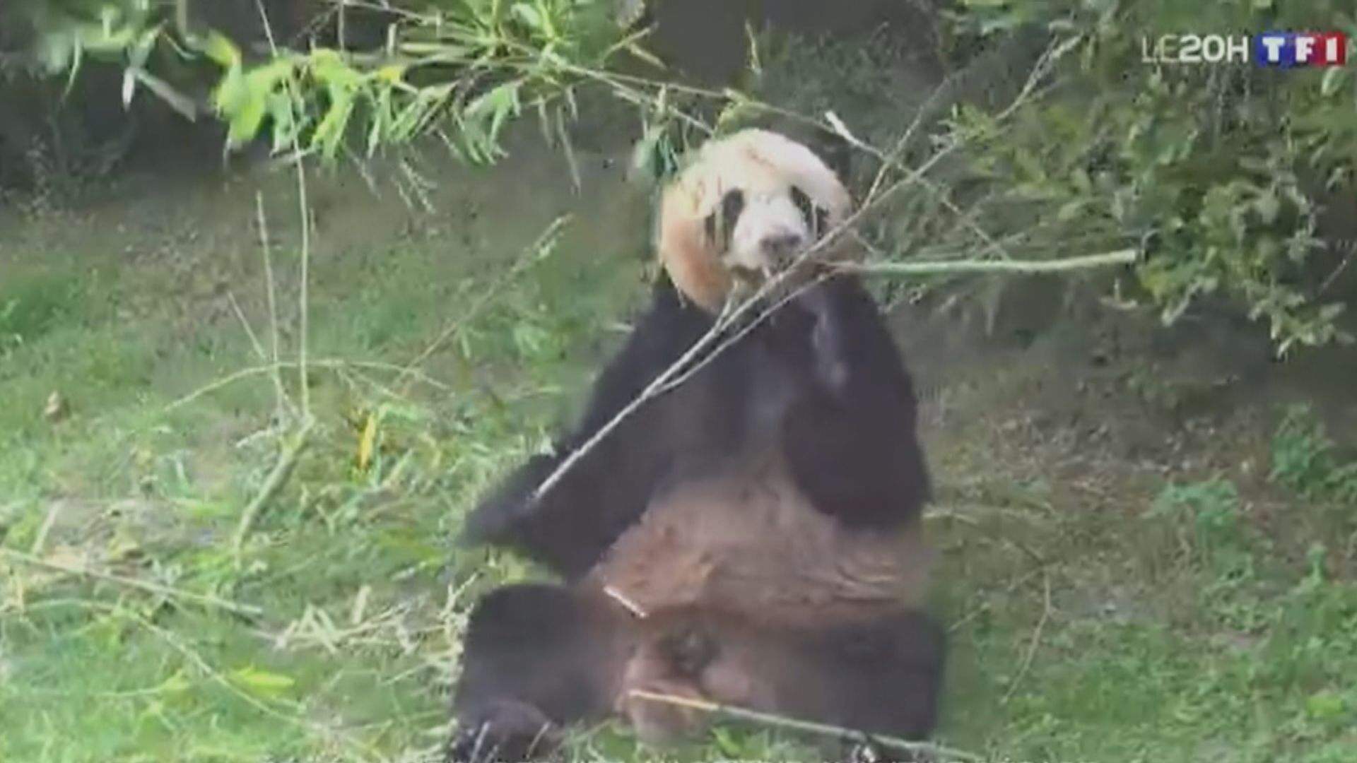 旅法大熊貓「圓夢」啟程返成都