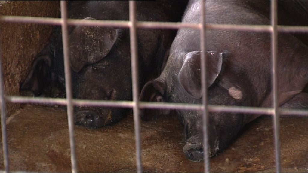 【新聞極客】本港豬場經水貨客非法購內地獸藥