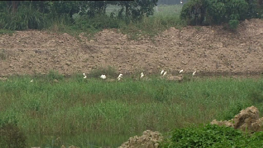 【新聞極客】落馬洲河套區多個漁塘被非法填平