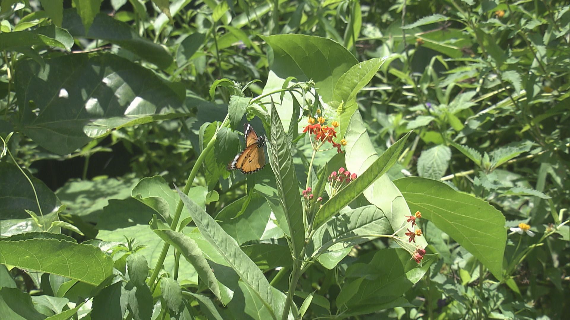 鳳園推出首個蝴蝶園認證計劃 冀建蝴蝶城市