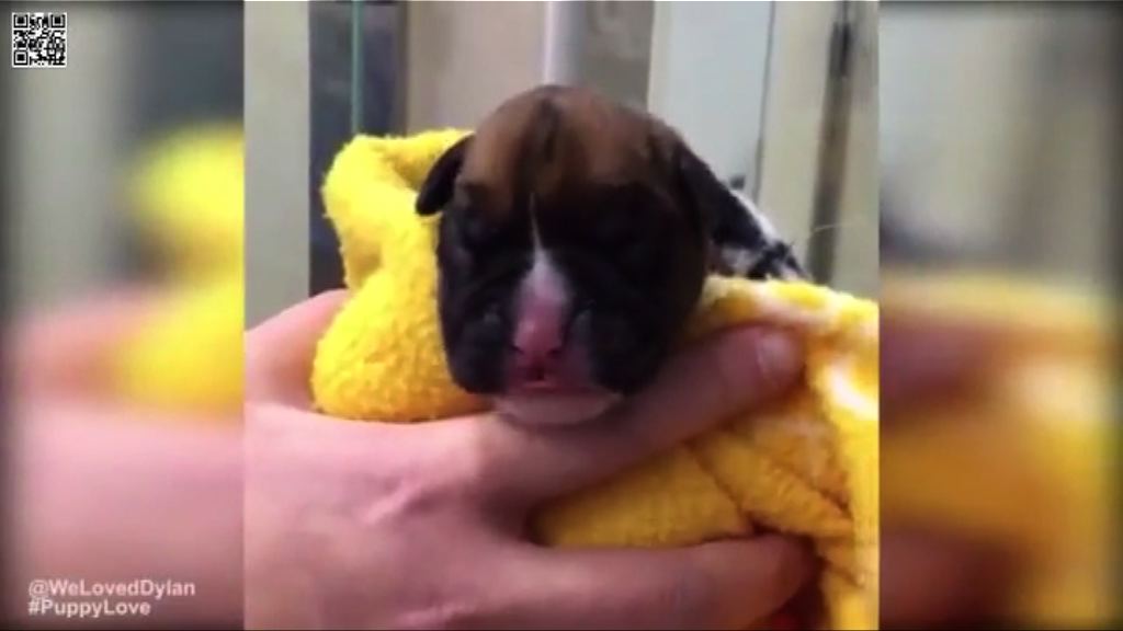 【環球薈報】英國首隻複製犬誕生