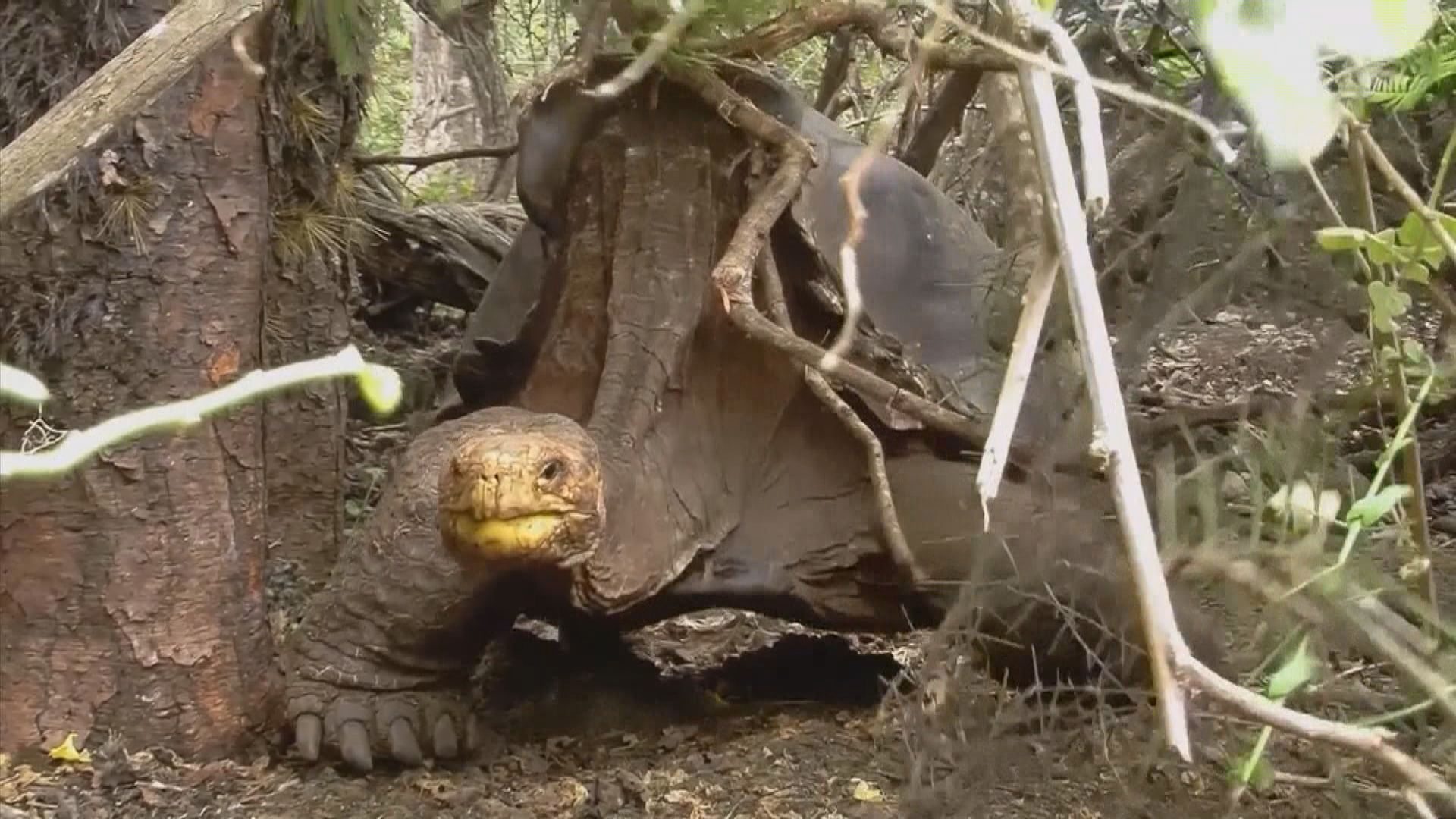 一度瀕臨絕種加拉帕戈斯象龜逃過絕種危機