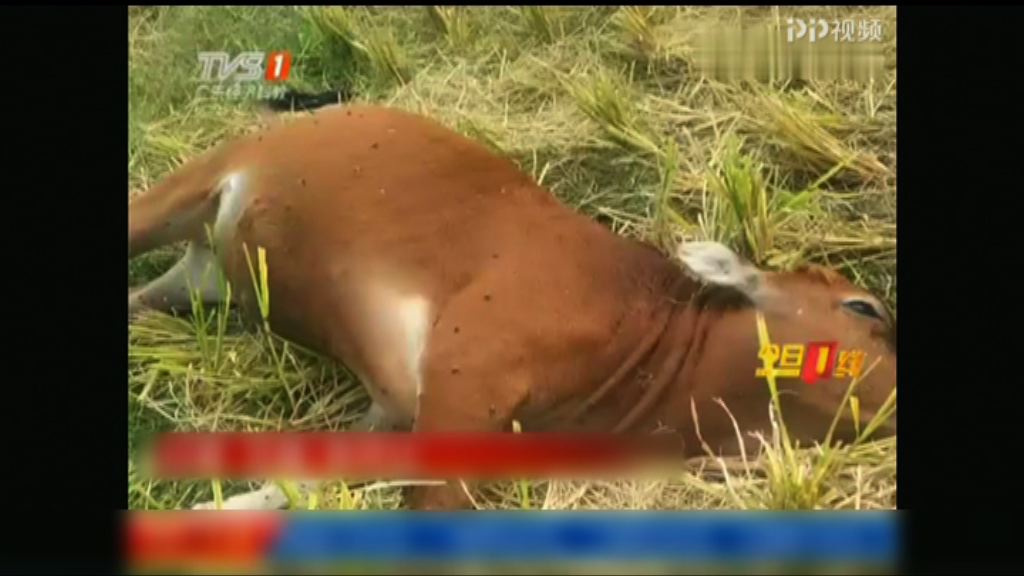 廣東河源三十多隻牛細菌感染死亡