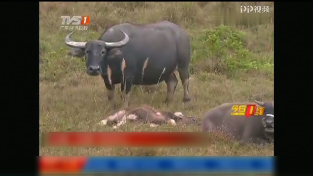 廣東河源大批牛染病死　當局指疫情已受控