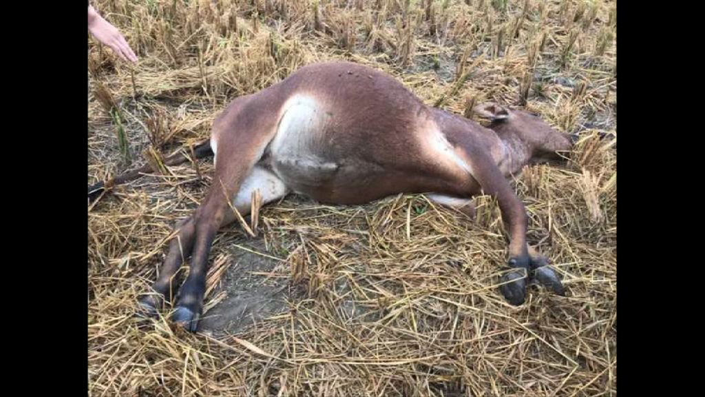 河源大批死牛不涉中毒或水源污染