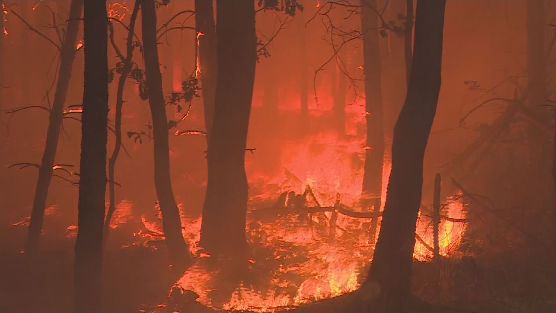 德國柏林以南發生山林大火