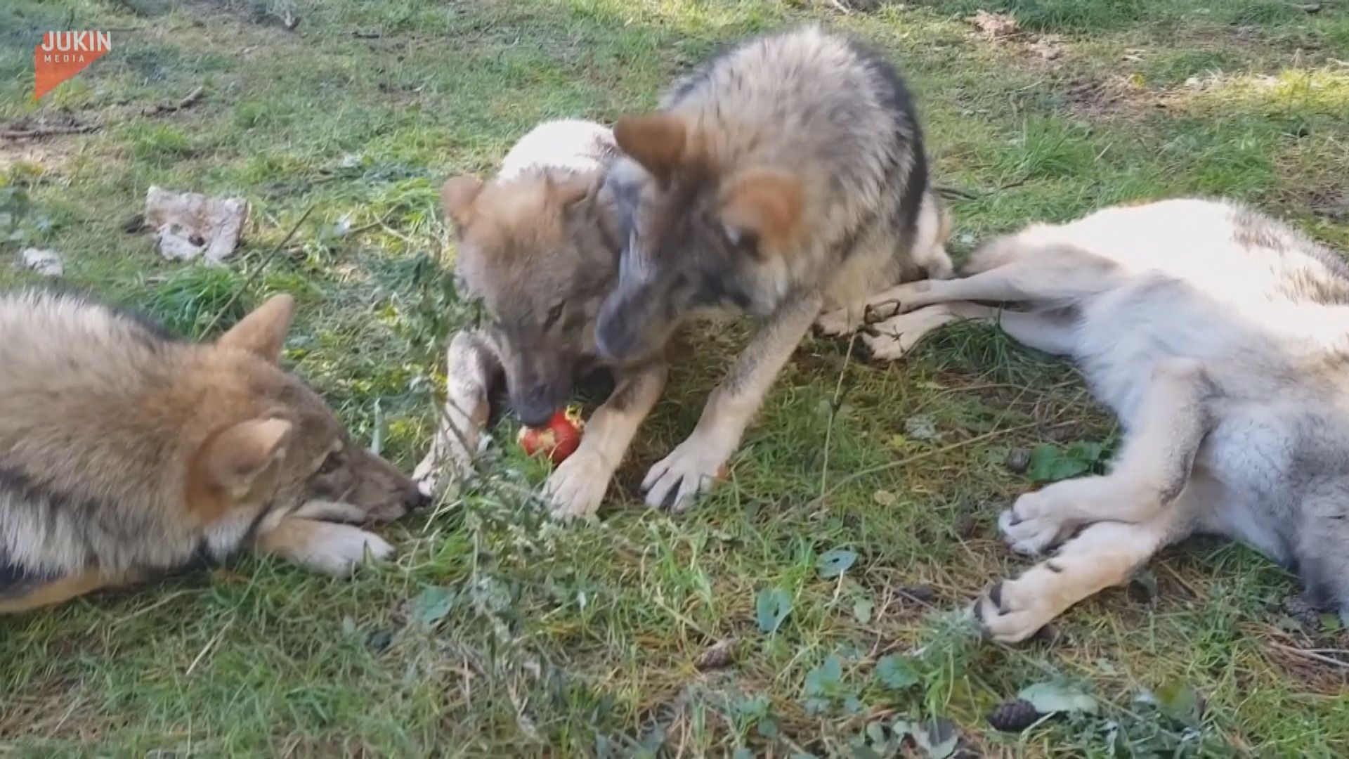 德國狼群近年數量增 令家畜遇襲變得更頻繁