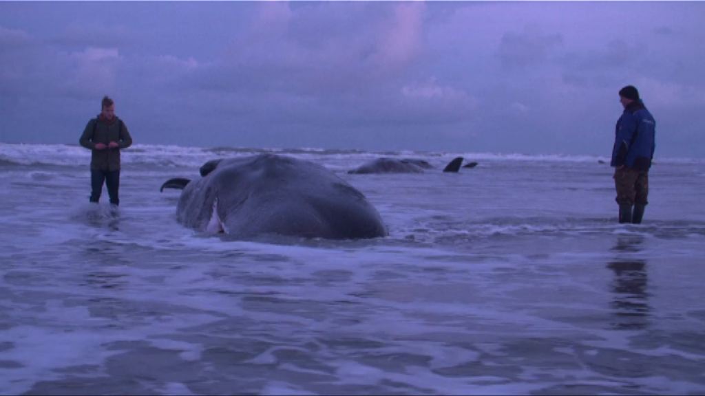 多條抹香鯨於德國及荷蘭擱淺