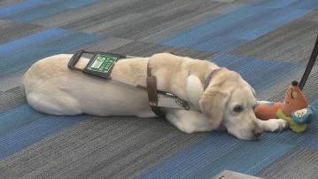 視障人士攜導盲犬不獲服務等 平機會五年接獲七宗投訴