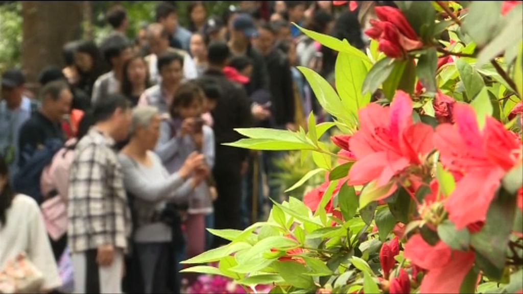有市民專程到禮賓府賞花