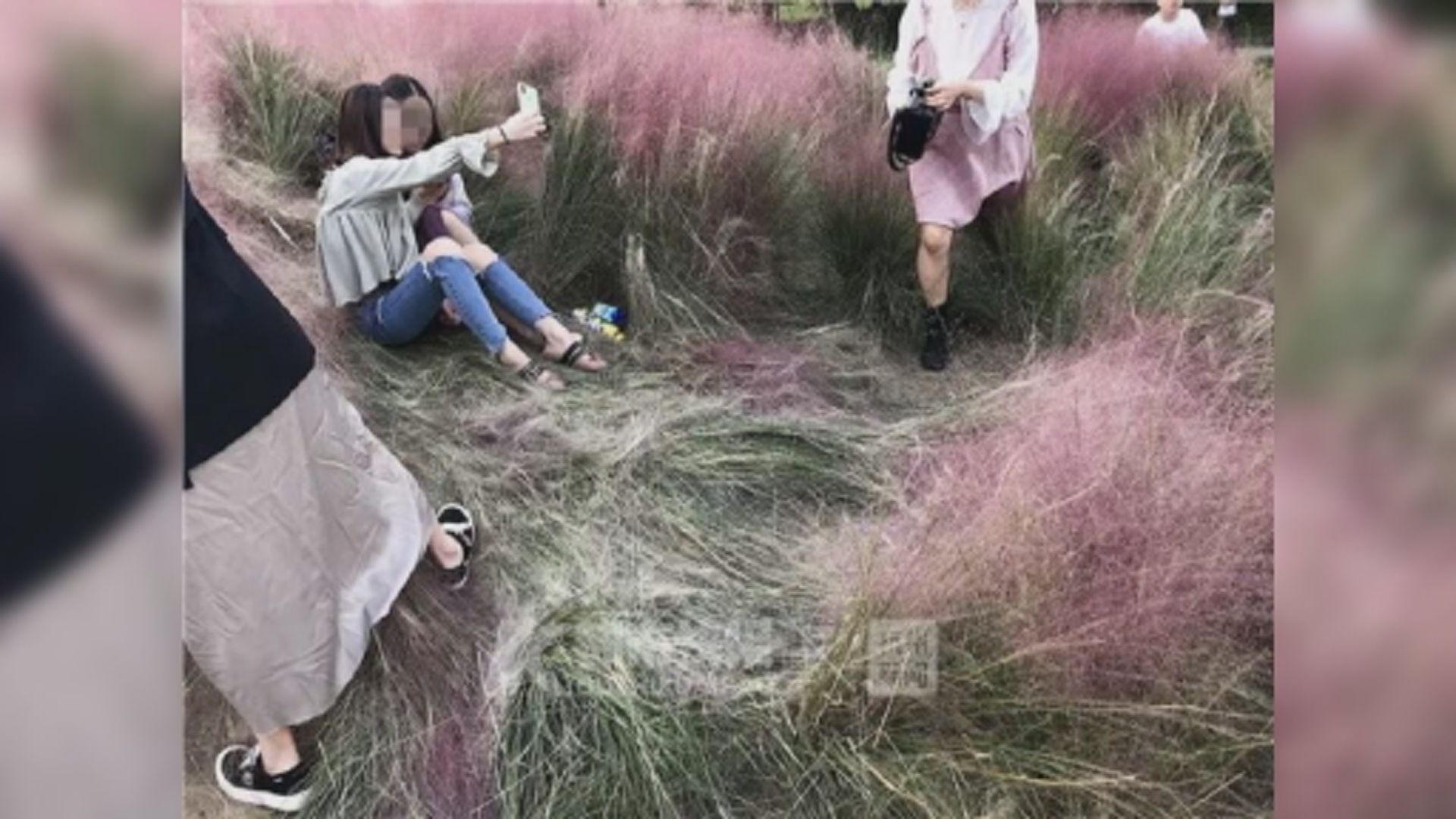 【環球薈報】杭州粉黛花田遭不文明遊客壓毀