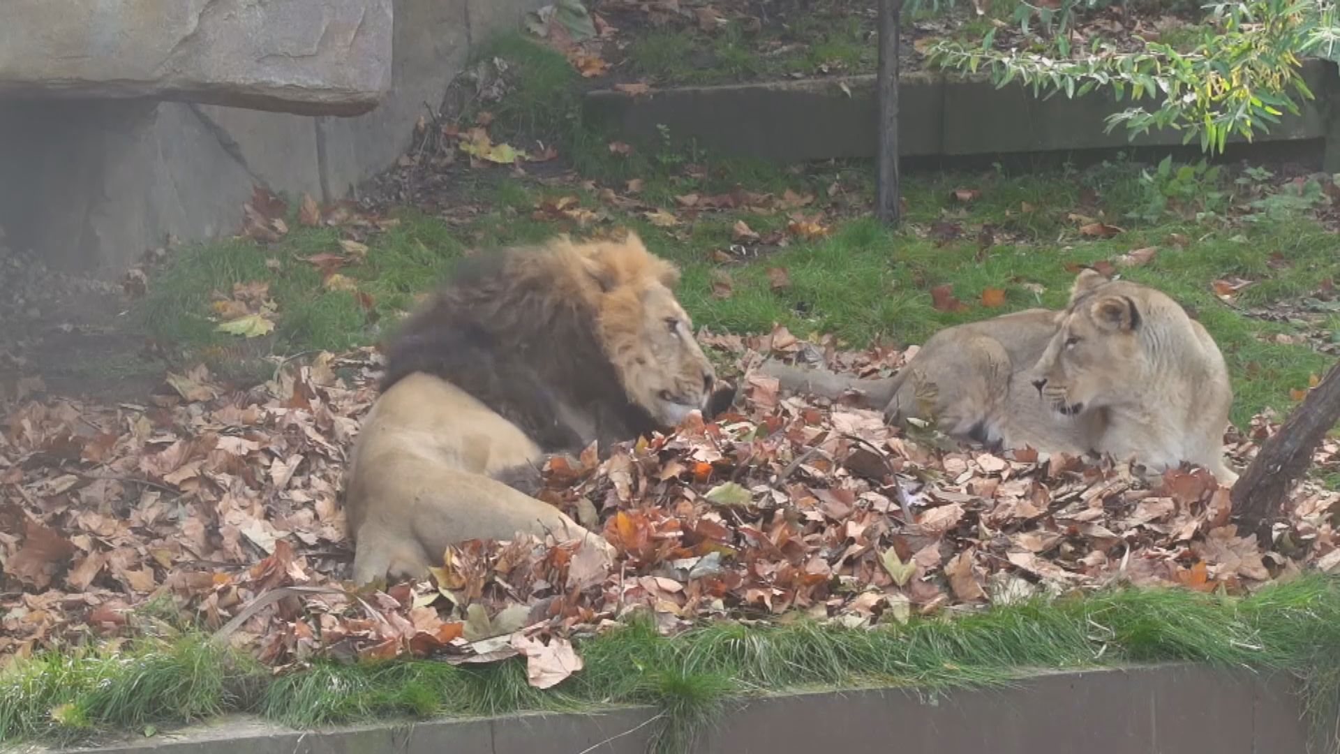 【環球薈報】倫敦動物園獅子享受與新玩具玩樂