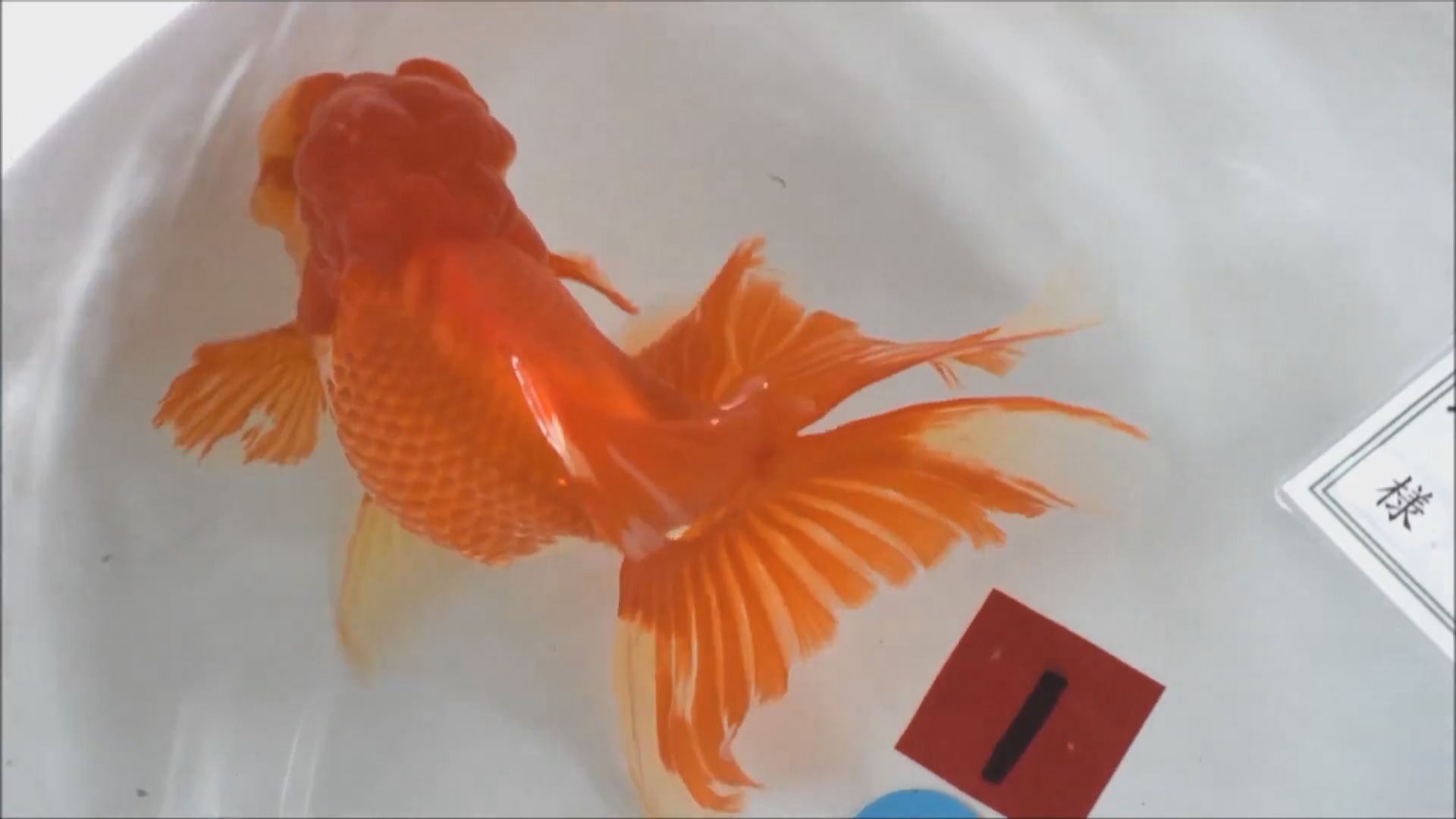 【環球薈報】愛知縣舉行日本第一金魚品評會