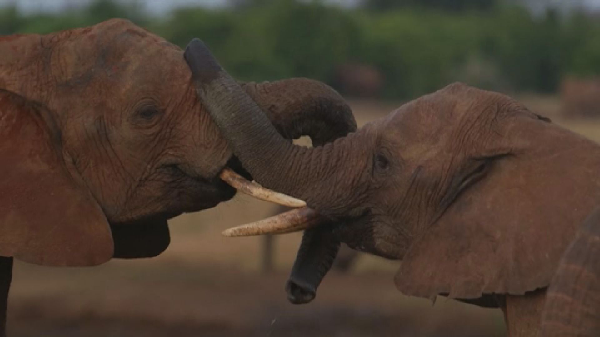 【環球薈報】人類過度開發令野生動物數量大減