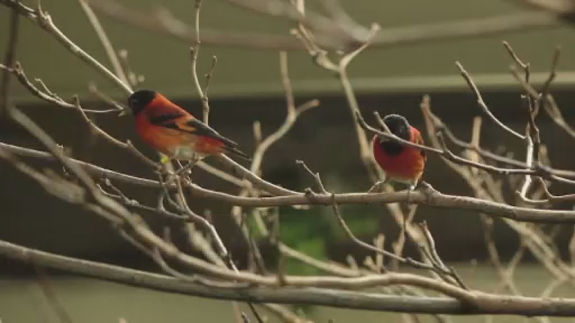 【環球薈報】科學家鼓勵咖啡農助保育瀕危雀鳥