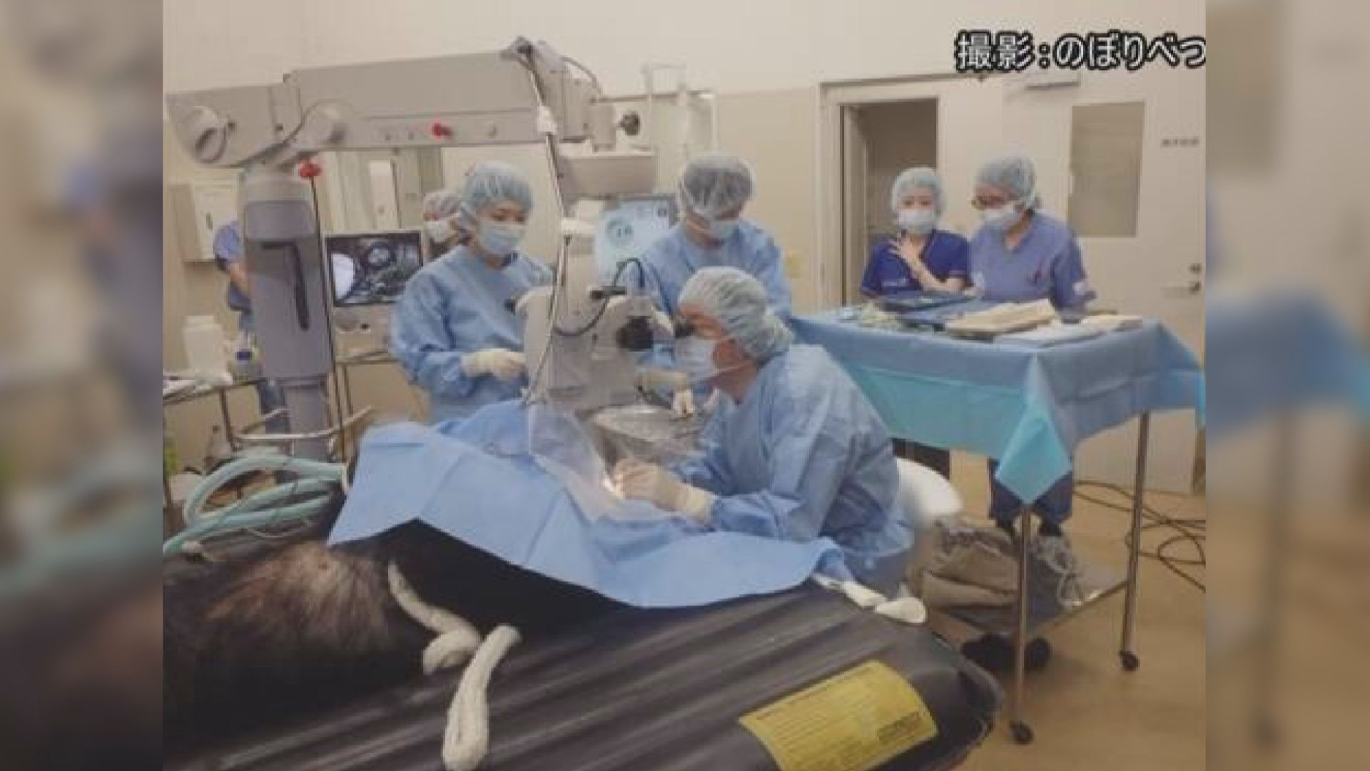 【環球薈報】黑熊白內障手術成功為全球首例
