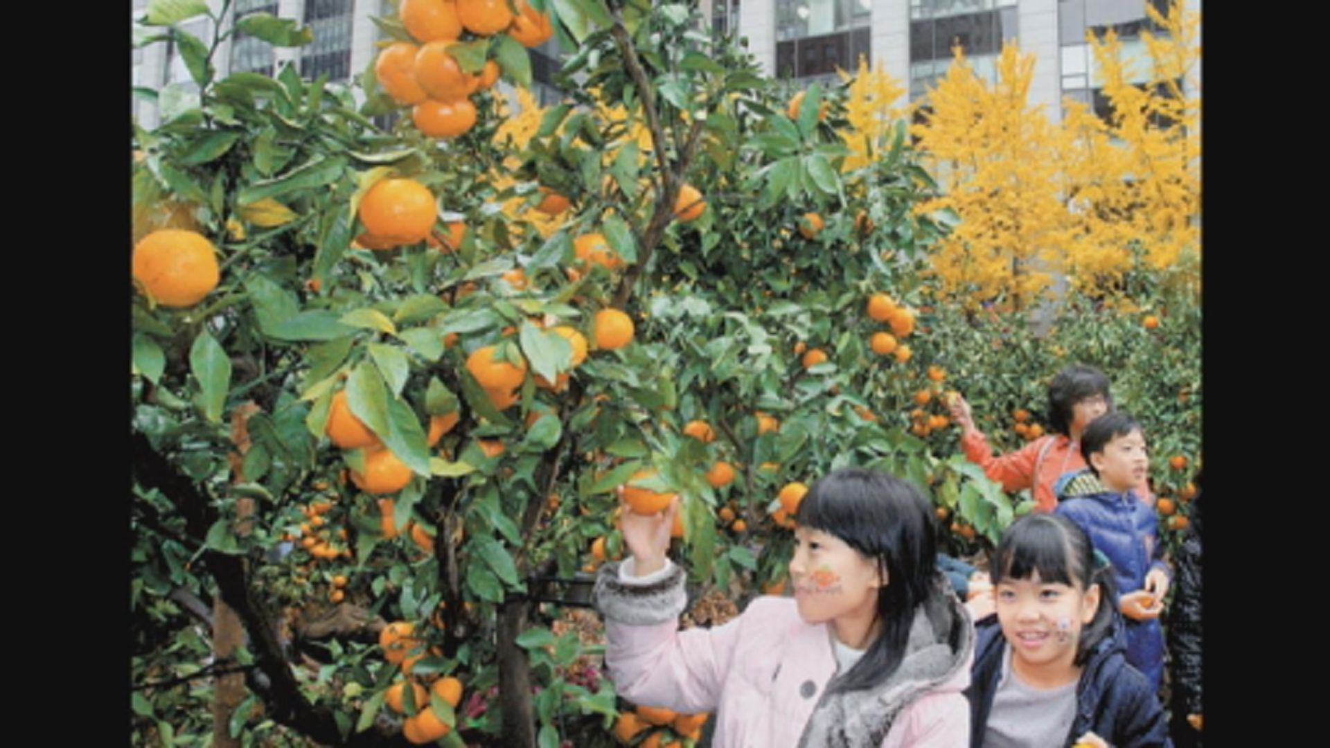 【環球薈報】南韓向北韓送濟州柑橘回禮