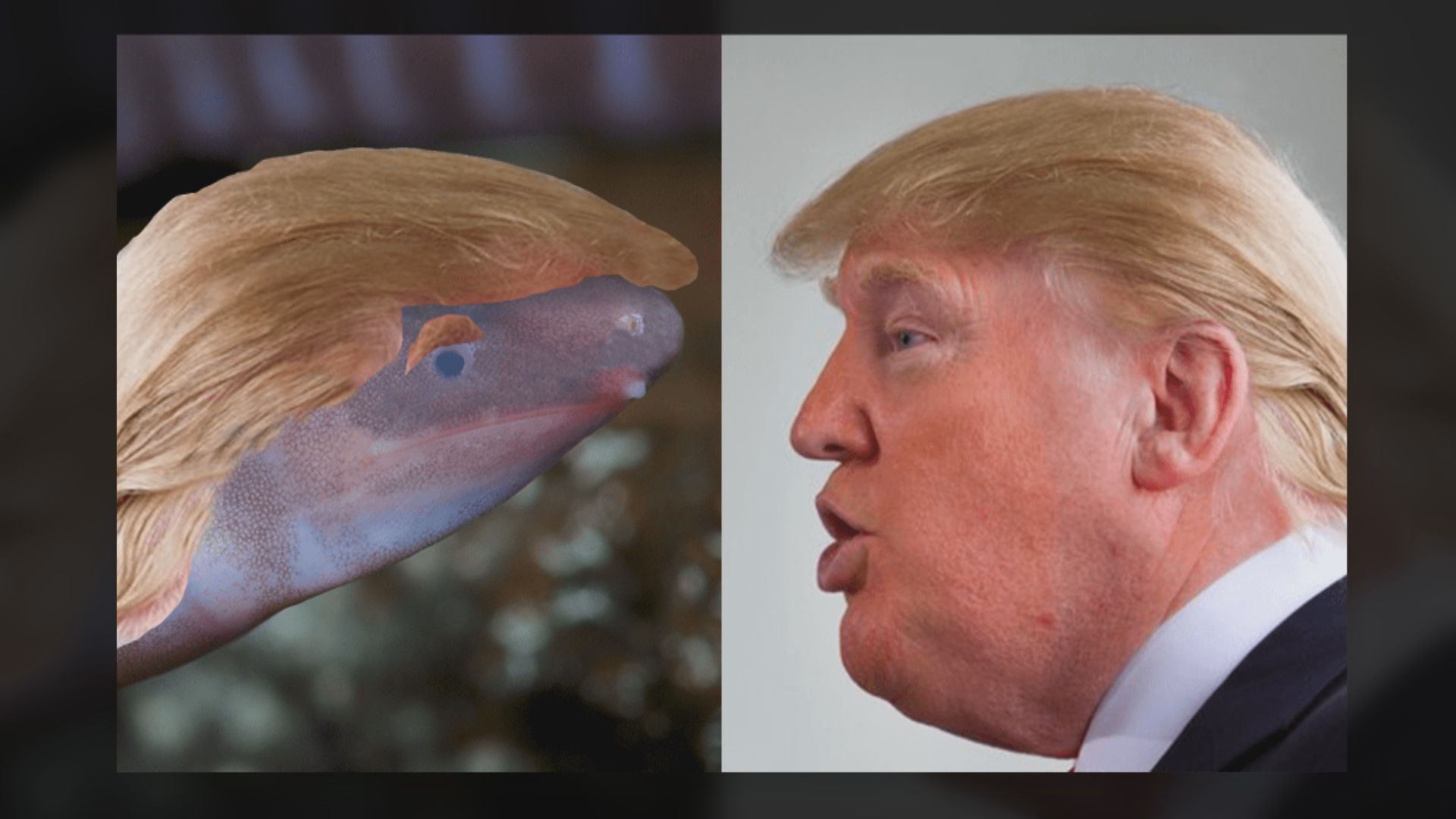 【環球薈報】新物種命名Dermophis donaldtrumpi