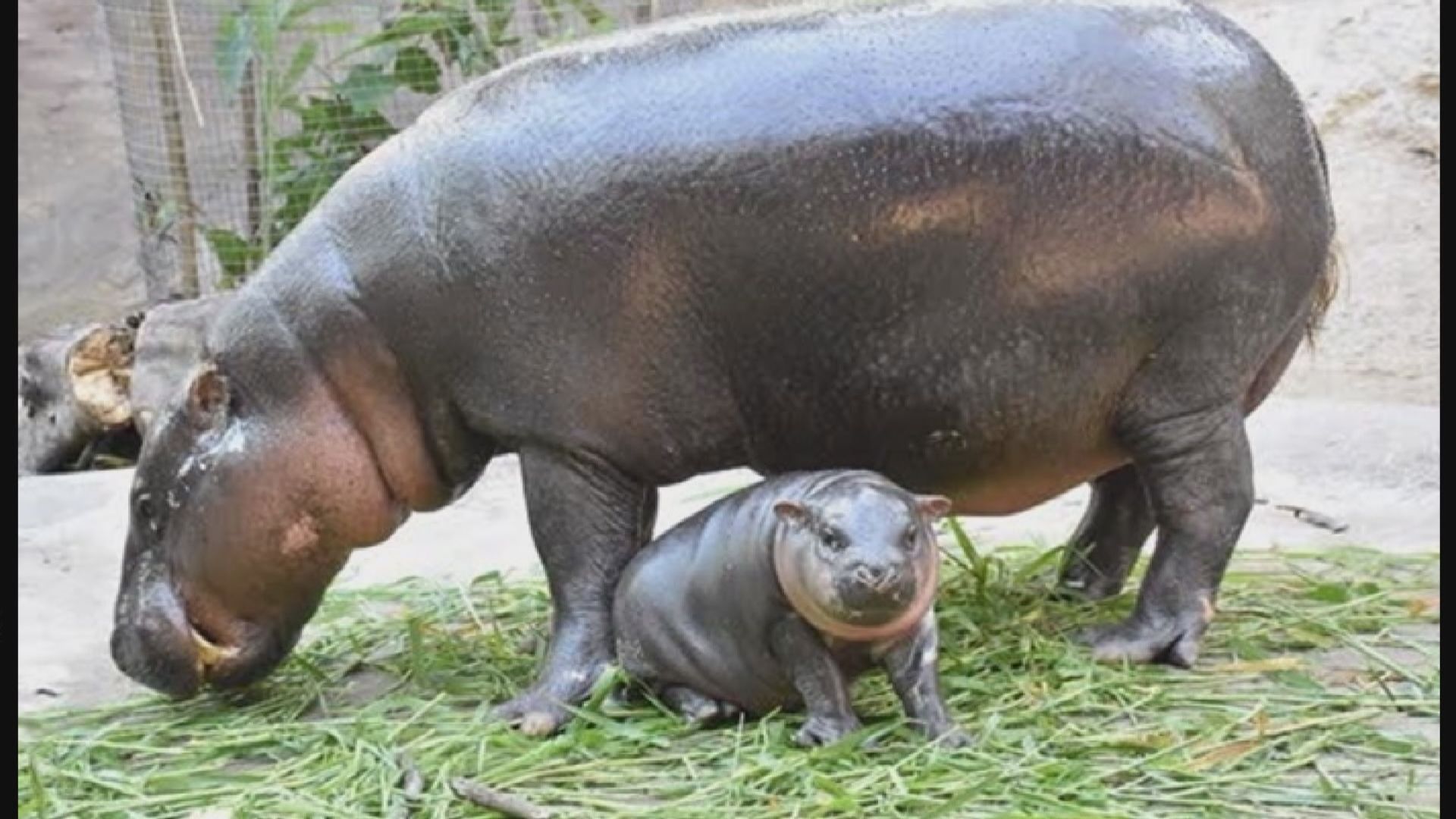 【環球薈報】網民票選為泰國初生侏儒河馬取名字