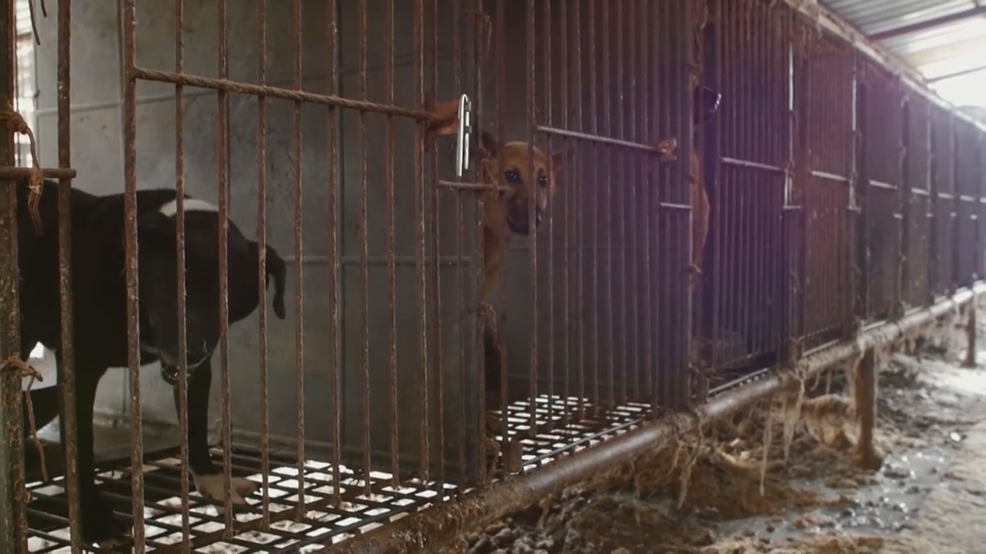 【環球薈報】南韓總統文在寅擬在全國禁食狗肉