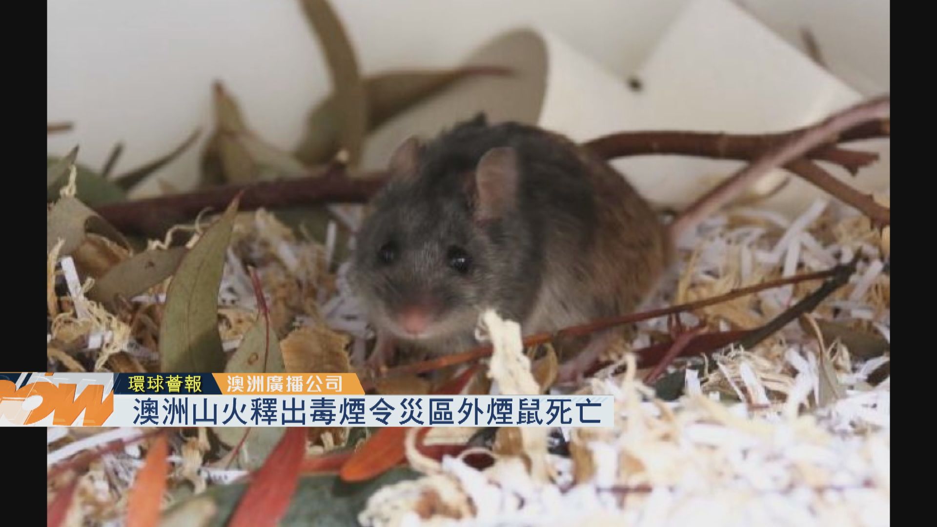 【環球薈報】澳洲山火釋出毒煙令災區外煙鼠死亡