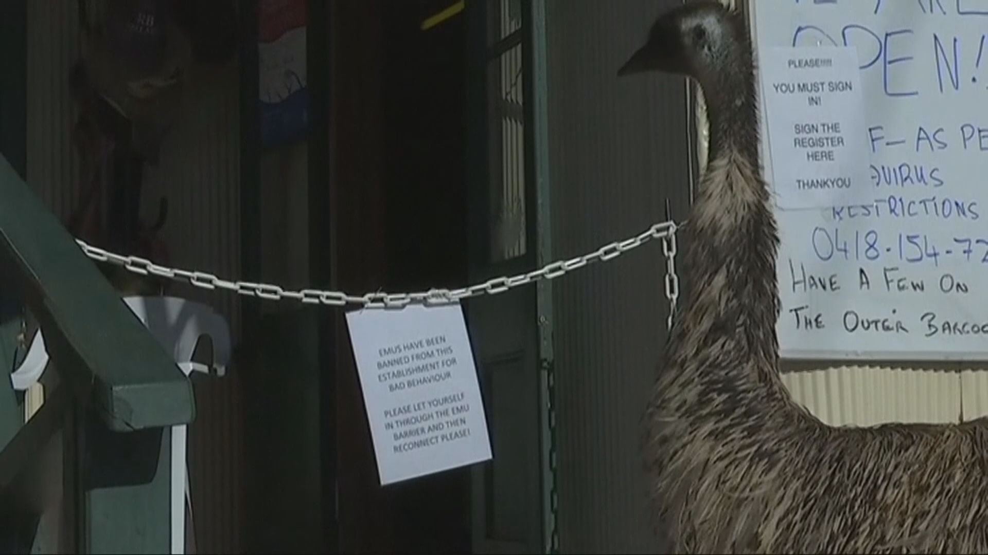 【環球薈報】昆士蘭酒吧禁鴯鶓進入騷擾客人