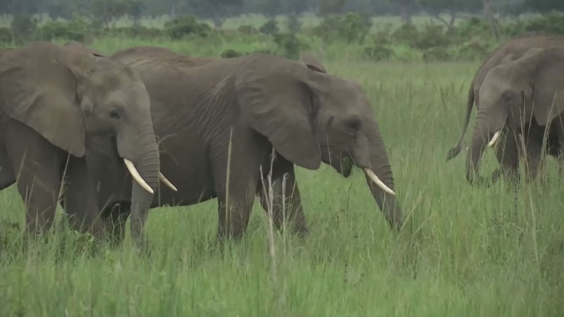 【環球薈報】津巴布韋象滿為患考慮大規模撲殺