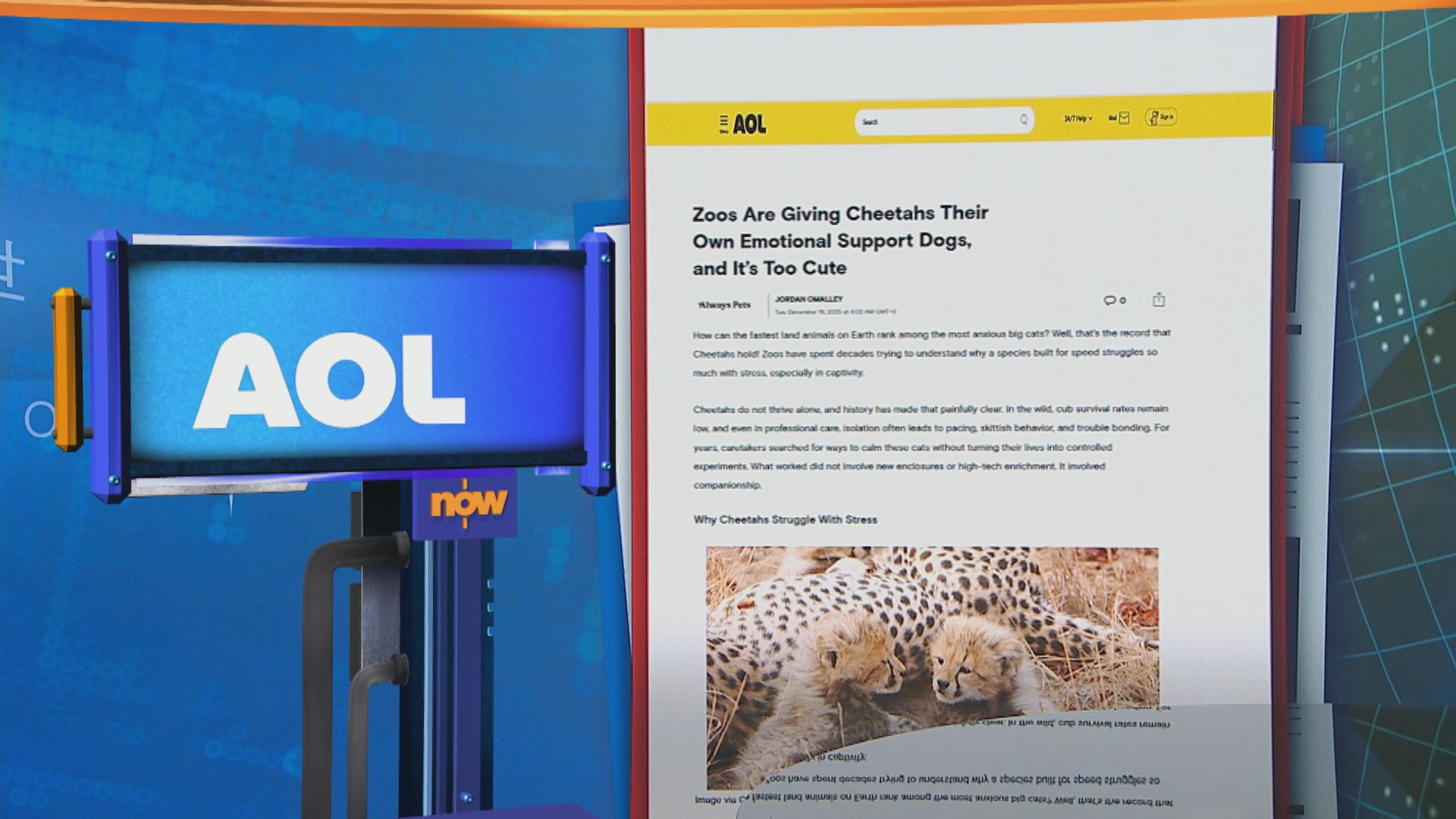 世味天下｜獵豹天性敏感易焦慮　美國動物園特意安排與狗混養