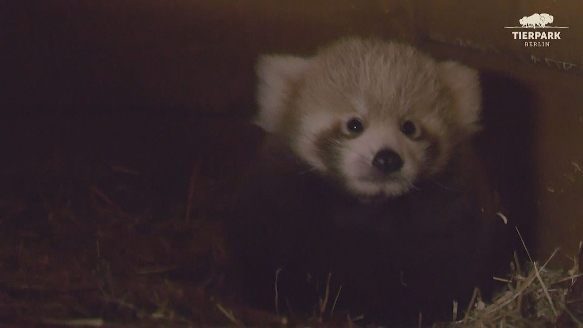 【環球薈報】德國動物園誕瀕危小熊貓