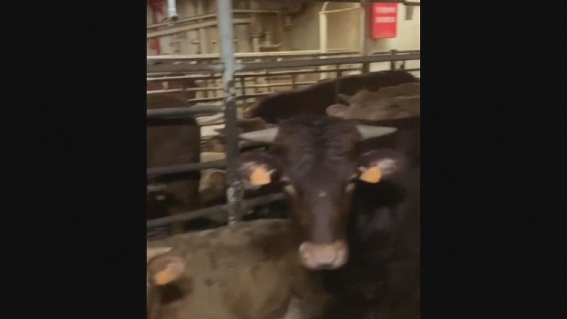 【環球薈報】運牛貨船滯留海上　西班牙決定全數屠宰