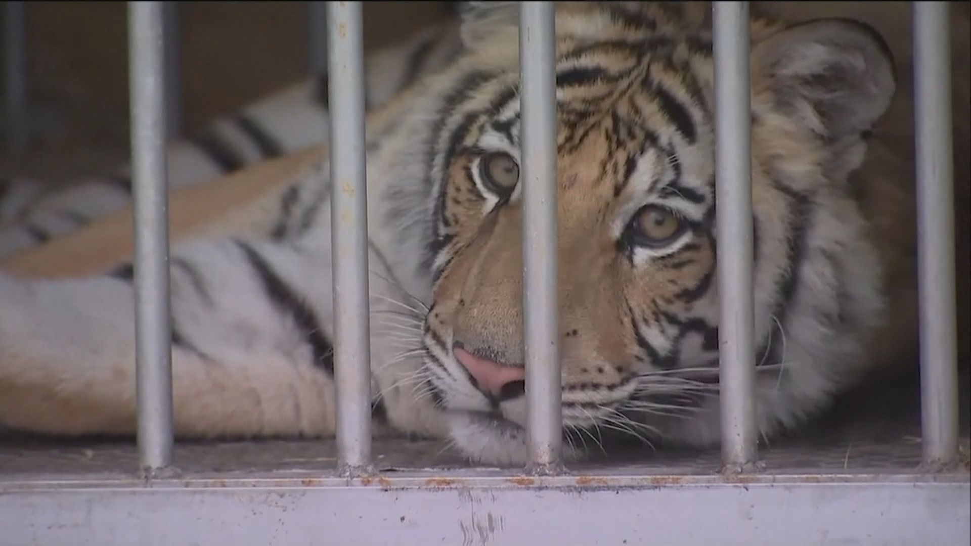 【環球薈報】得州警方尋回失蹤9個月大幼虎