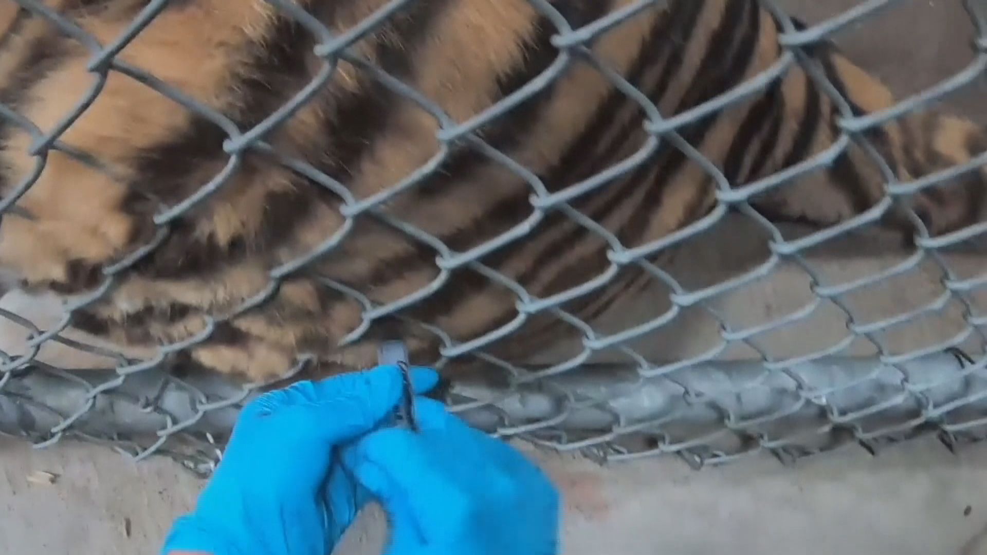 【環球薈報】美國加州有動物園為動物接種新冠疫苗