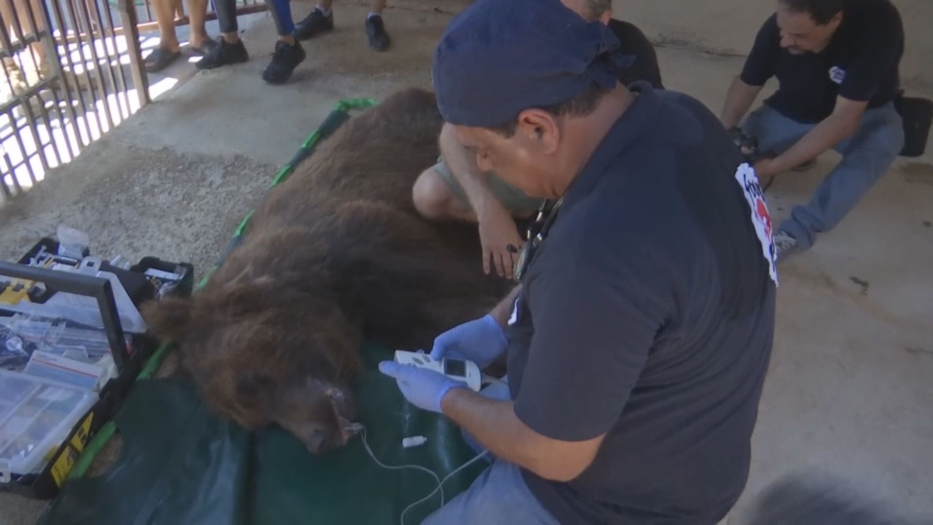 【環球薈報】黎巴嫰動保組織將兩棕熊送美國放歸大自然