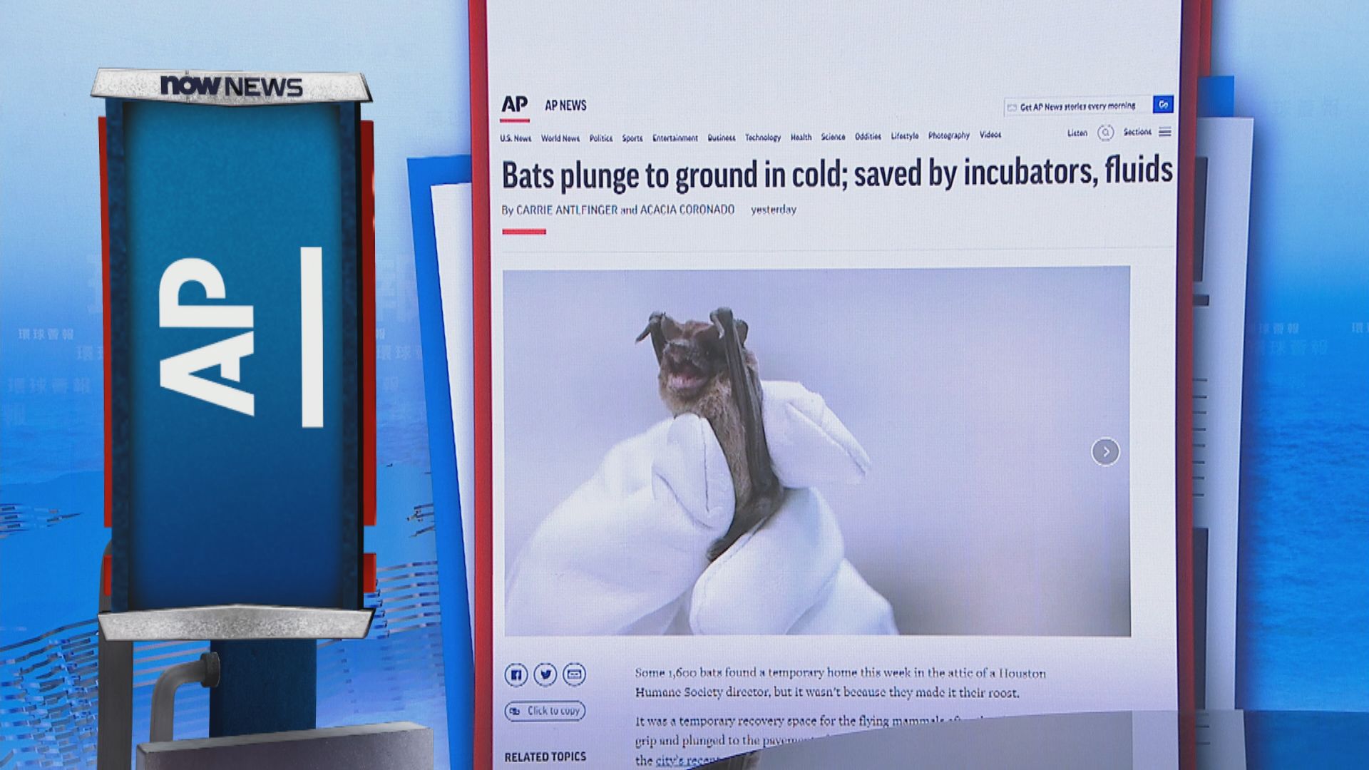 【環球薈報】美國休斯敦大批蝙蝠險凍死　幸而最後獲救