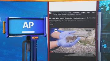 世味天下｜英國動物園迎來10隻稀有洪堡企鵝　以星座及天體命名