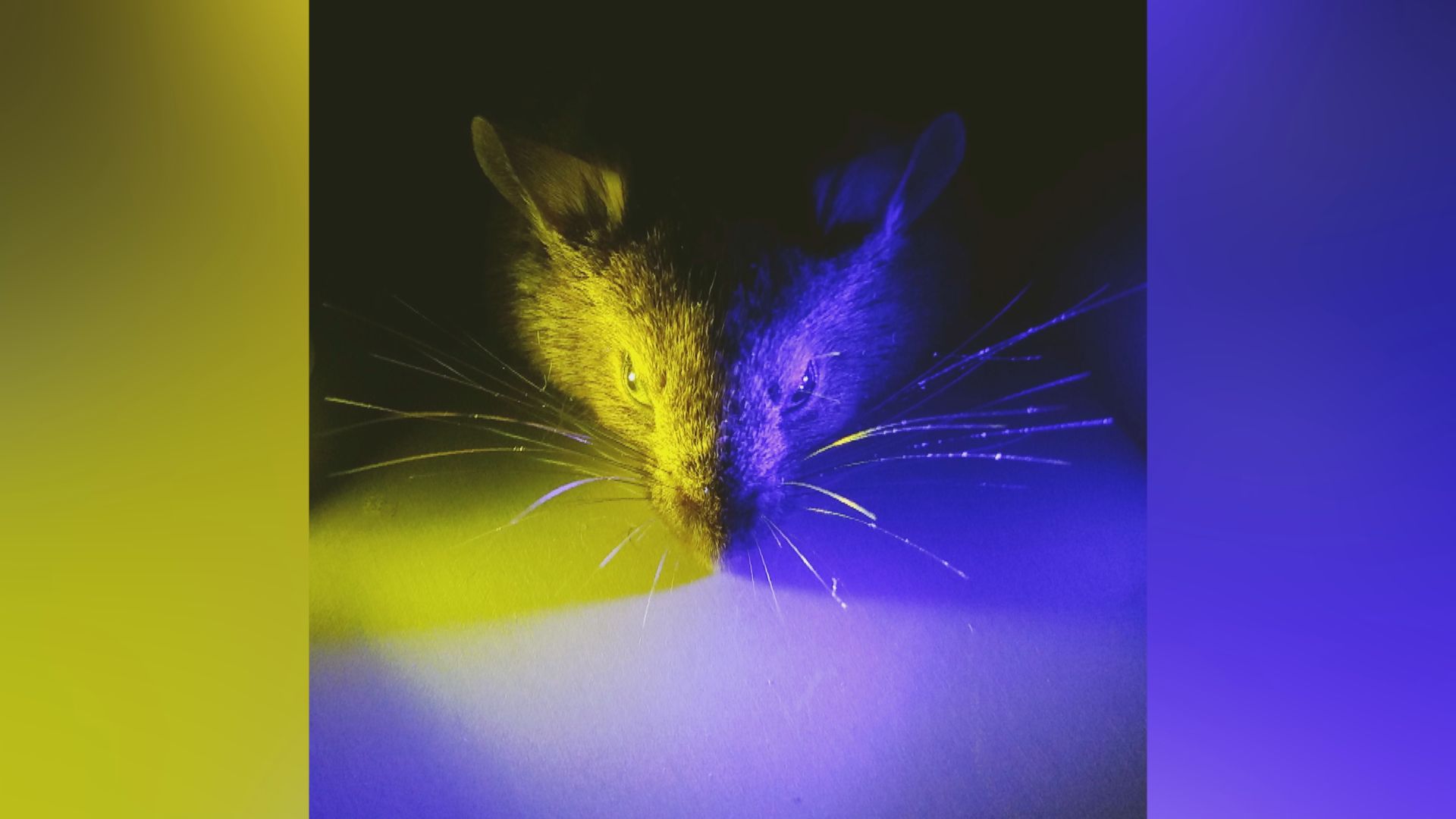 【環球薈報】英大學研究指黯淡藍光有助生物休息