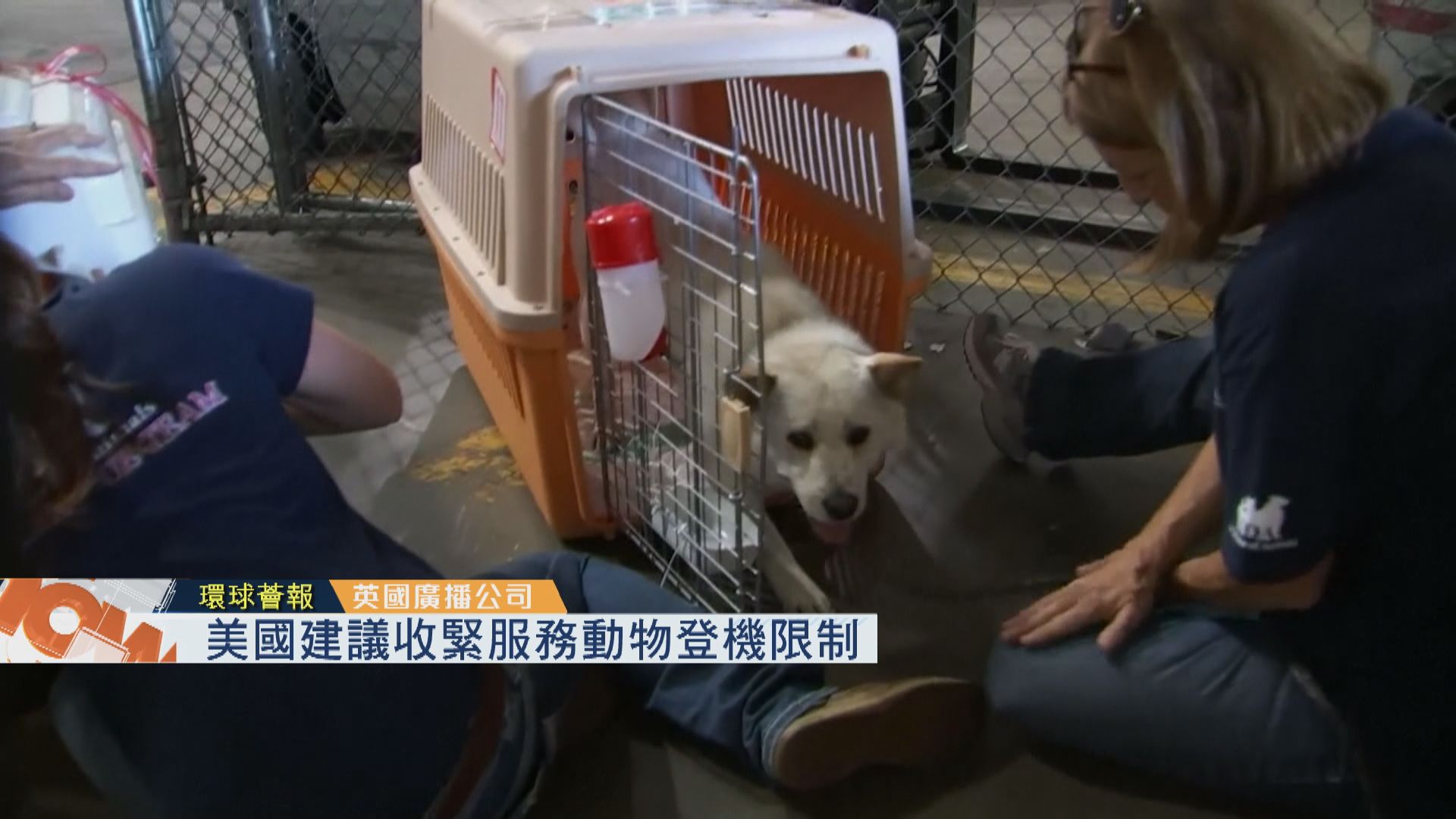 【環球薈報】美國建議收緊服務動物登機限制