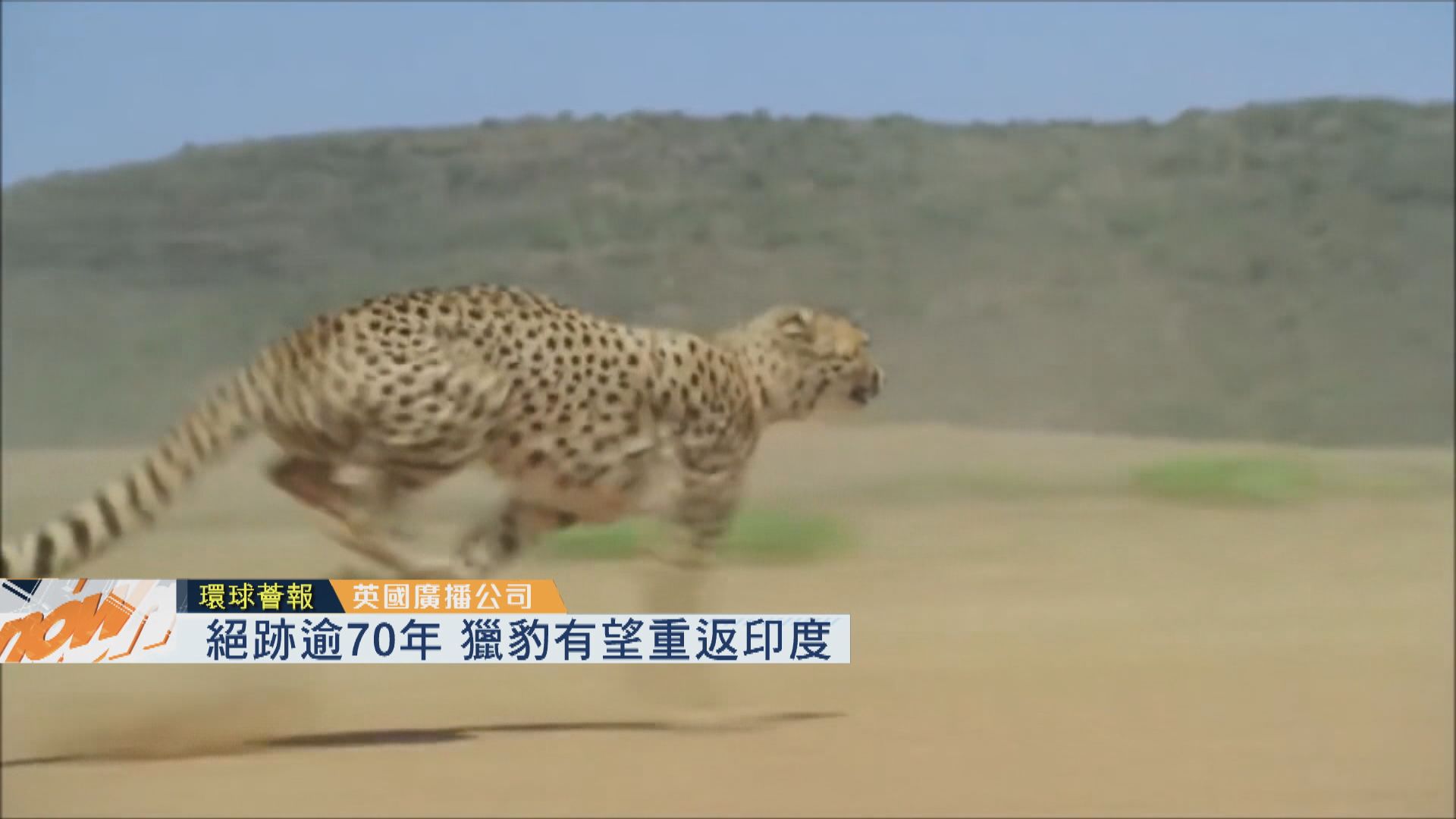【環球薈報】絕跡逾70年　獵豹有望重返印度