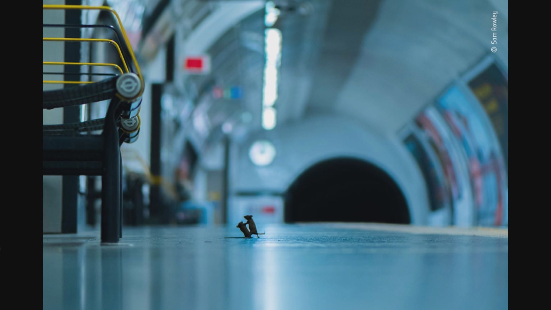 【環球薈報】倫敦地鐵老鼠打架照片贏攝影大獎