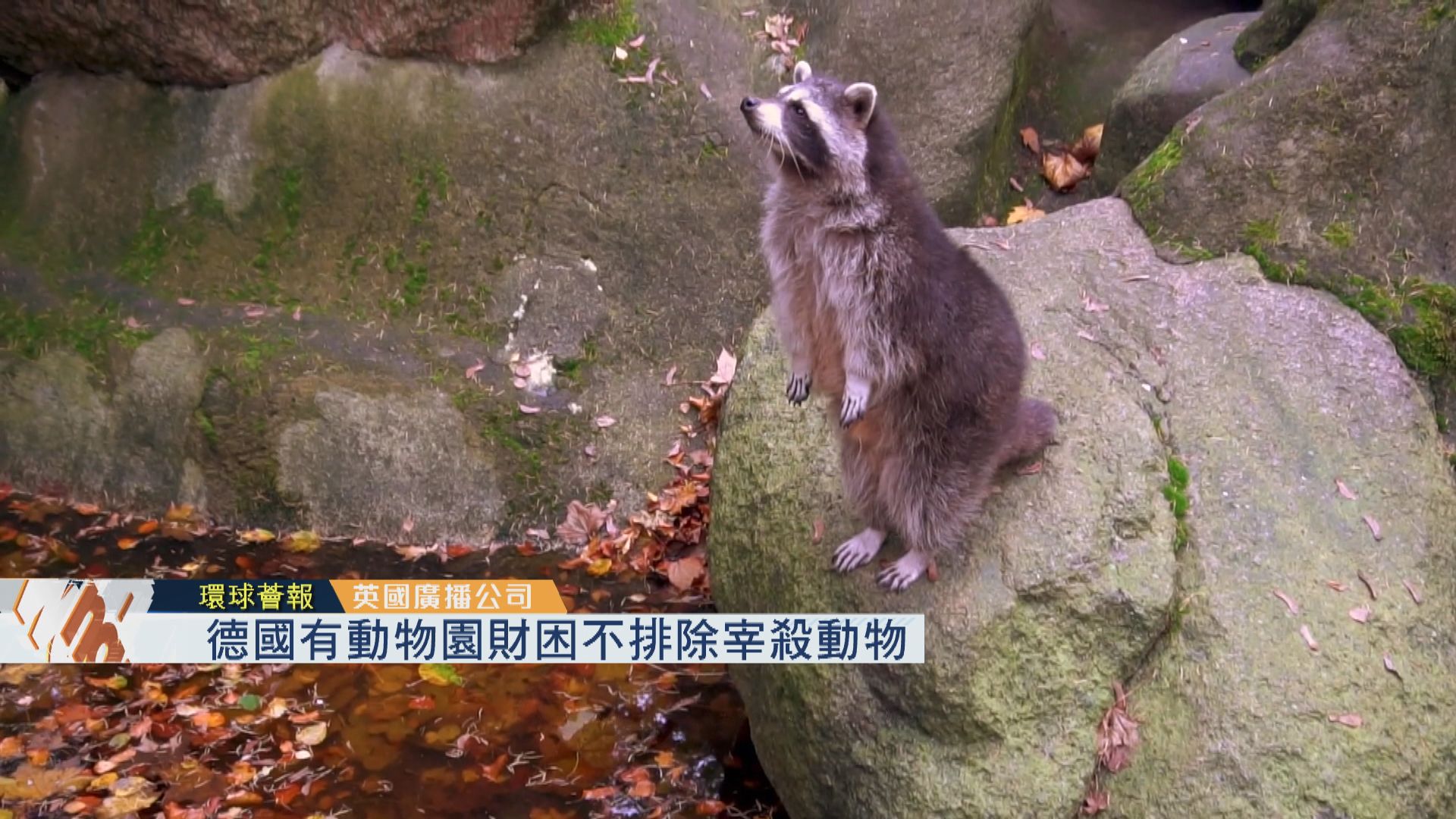 【環球薈報】德國有動物園財困不排除宰殺動物