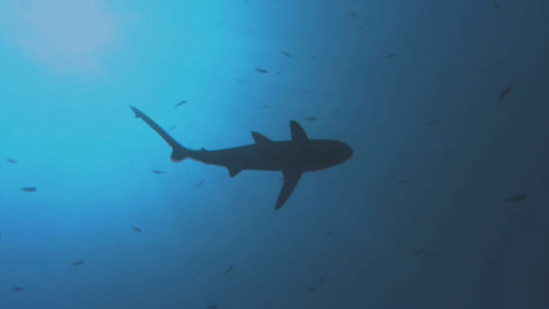 【環球薈報】研究指鯊魚數量銳減出現功能性滅絕