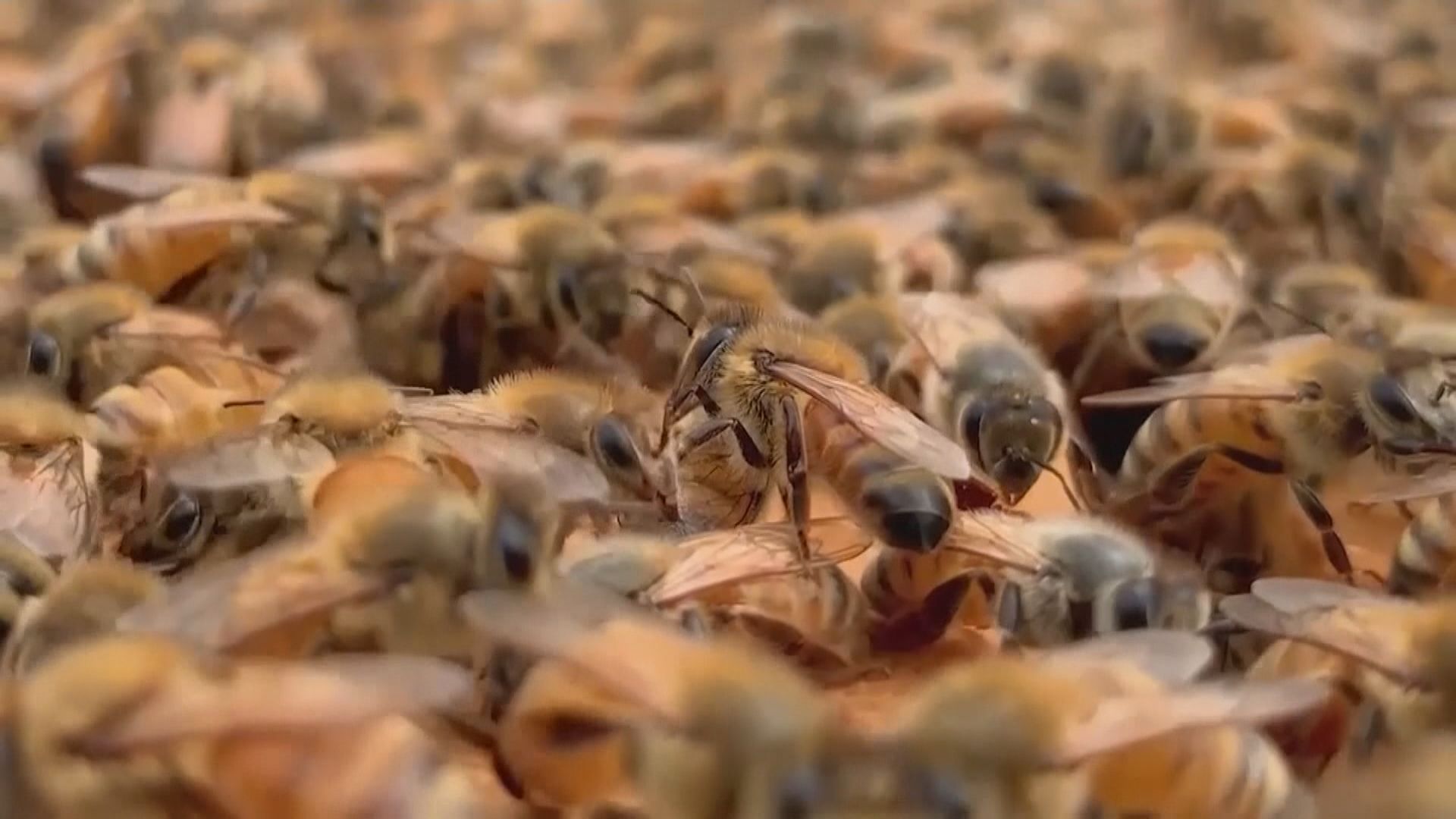 【環球薈報】科學家發現蜜蜂毒液可摧毀惡性乳癌細胞