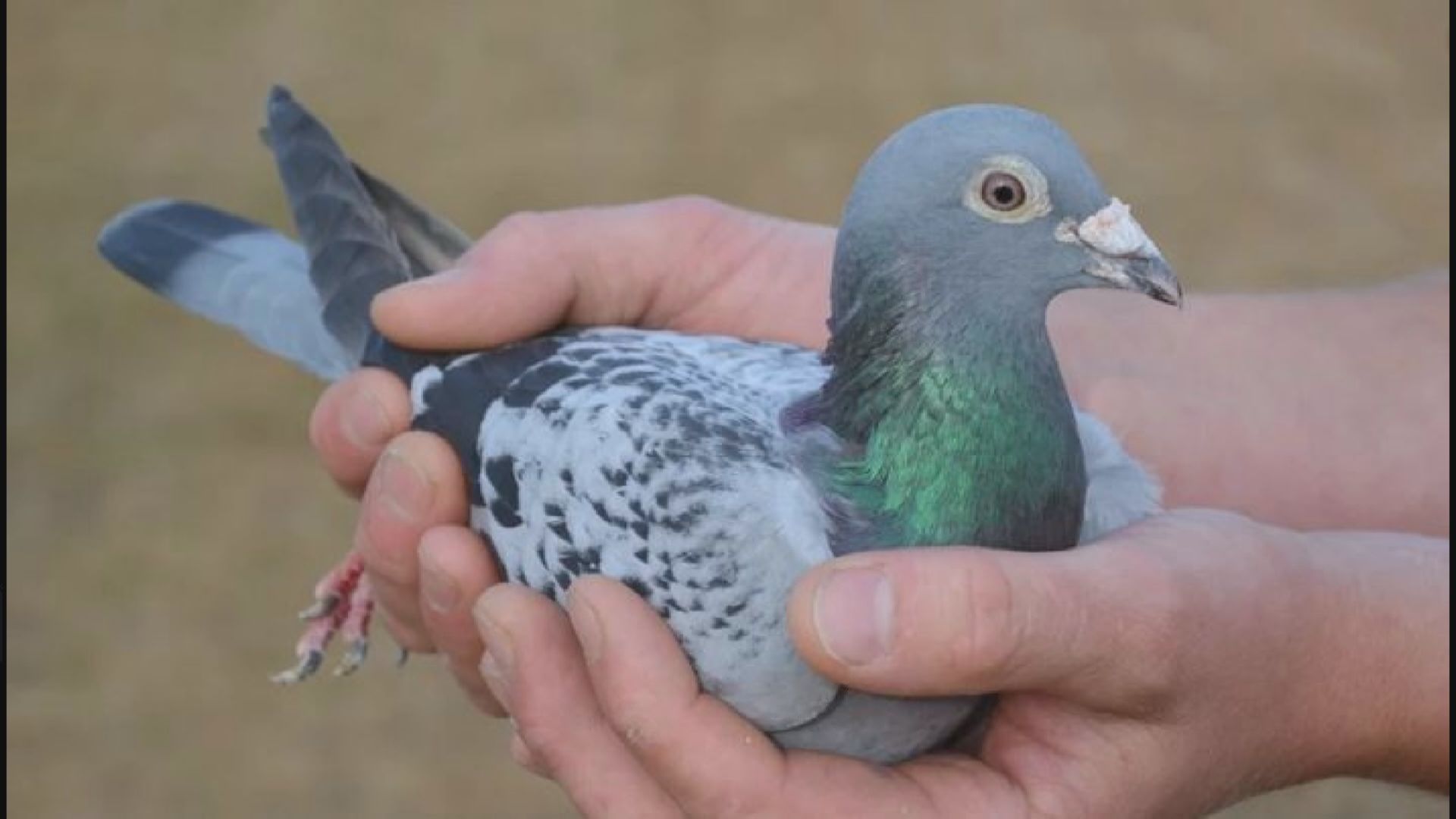 【環球薈報】比利時賽鴿以160萬歐元破紀錄天價成交