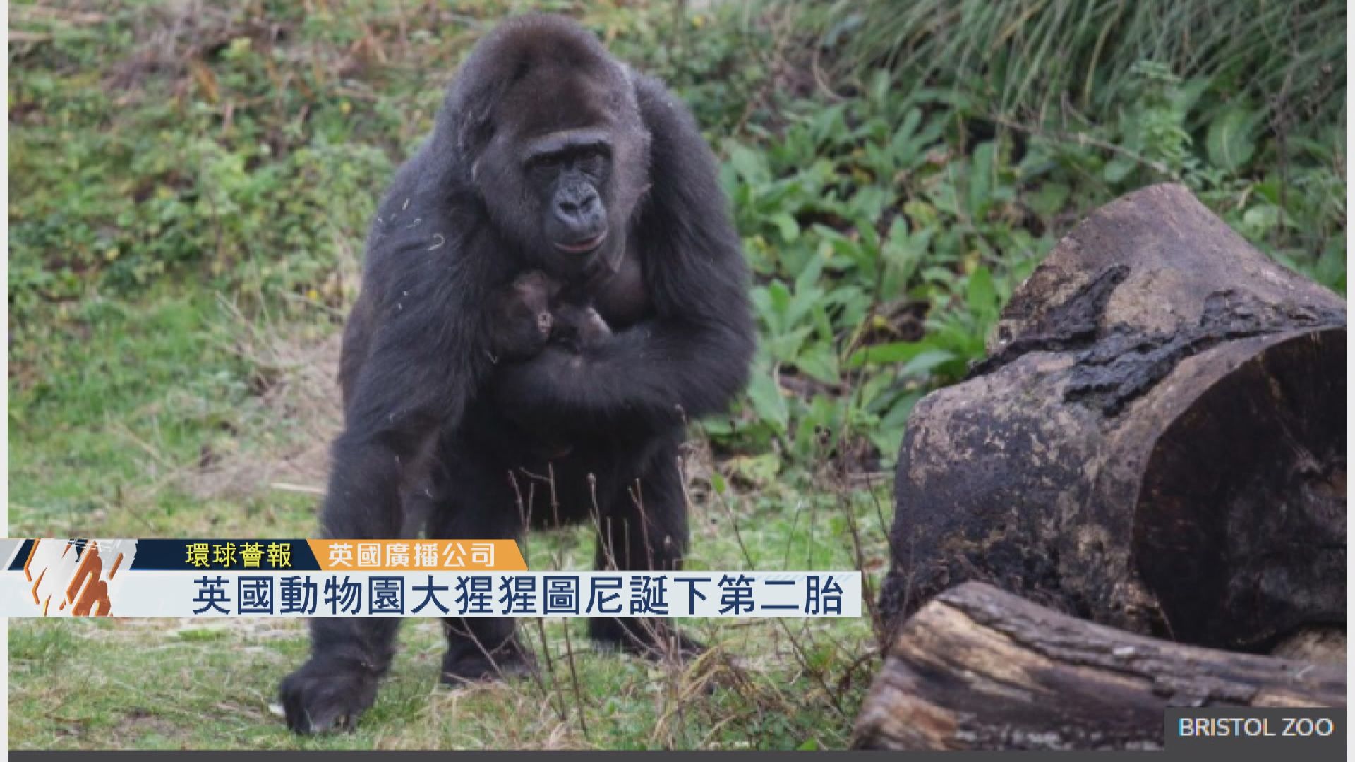 【環球薈報】英國動物園大猩猩圖尼誕下第二胎