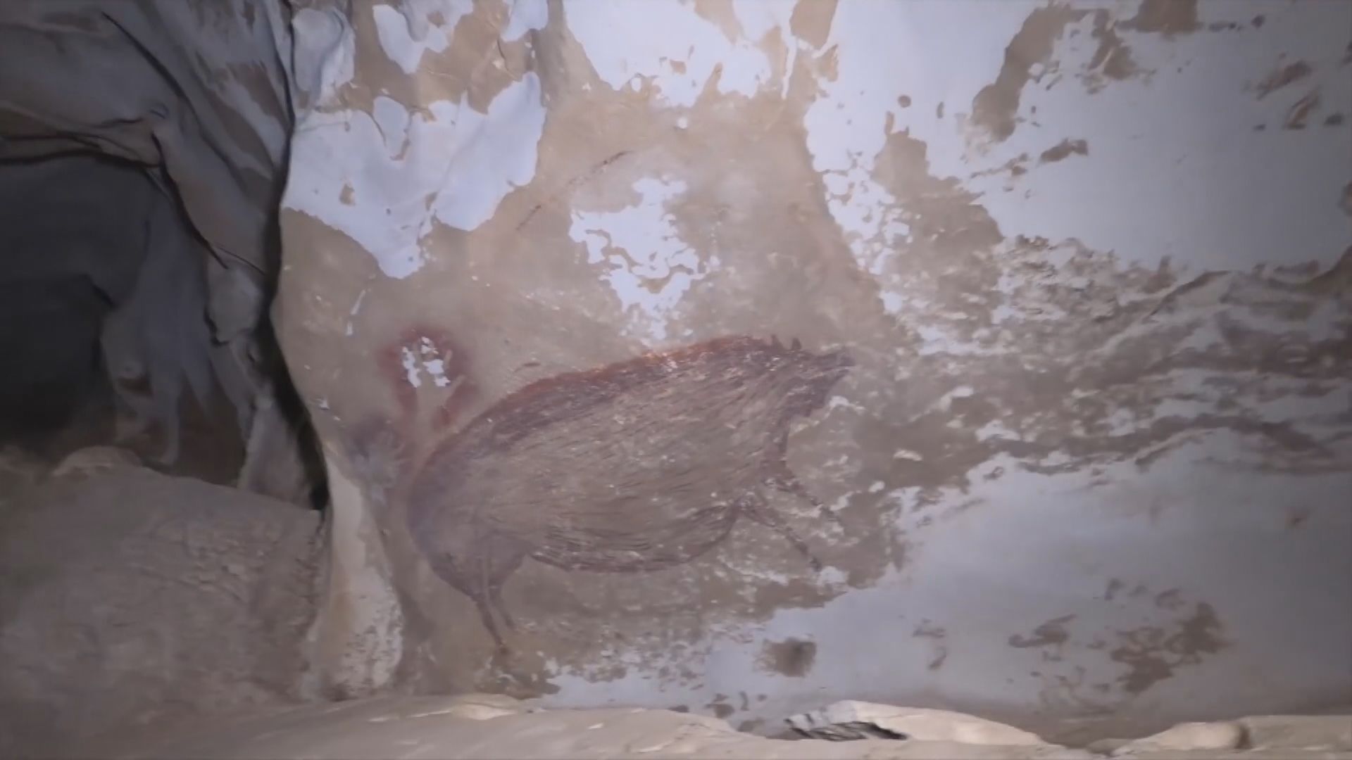 【環球薈報】印尼蘇拉威西發現最古老動物洞穴壁畫